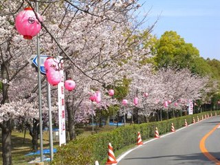 桜 茨木市 翠光堂仏壇店 国産仏壇専門店 翠光堂